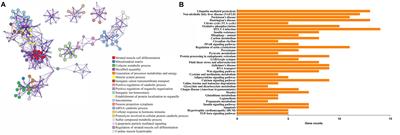 Identification of miRNA–mRNA–TFs Regulatory Network and Crucial Pathways Involved in Tetralogy of Fallot